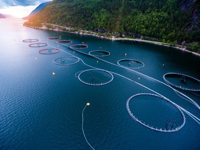 Why you should start a business in aquaculture tech in 2022